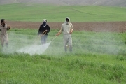 محلول پاشی تغذیه ای مزارع گندم و جو کردستان آغاز شد