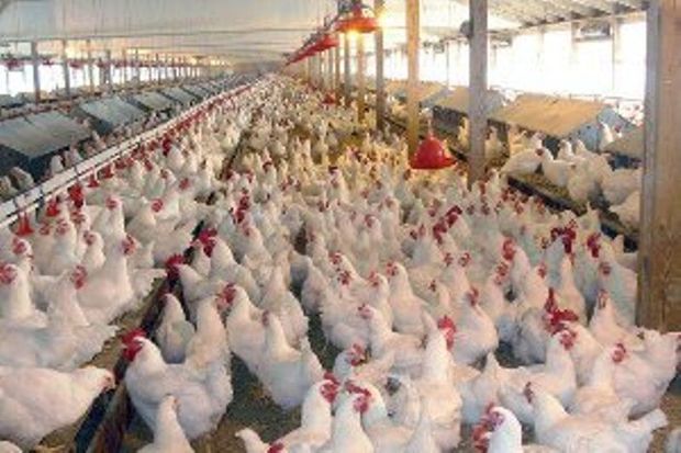 نیاز استان تهران به گوشت مرغ روزانه یک هزار و ۵۰۰ تن است