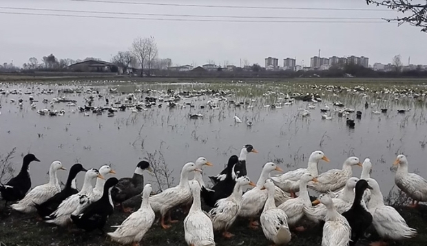 دامپزشکی مازندران: پرورش گله ای اردک در شالیزارها ممنوع است