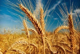 تولید 820 هزار تن گندم در اردبیل