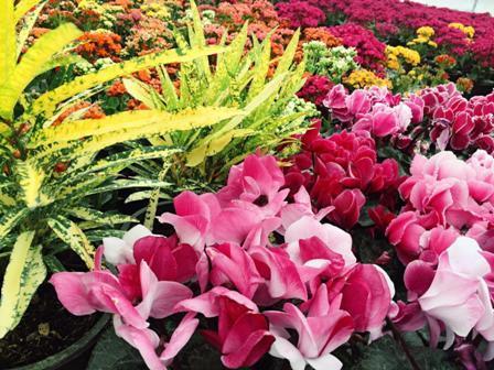 424 میلیون انواع گل و گیاهان زینتی در محلات تولید شد