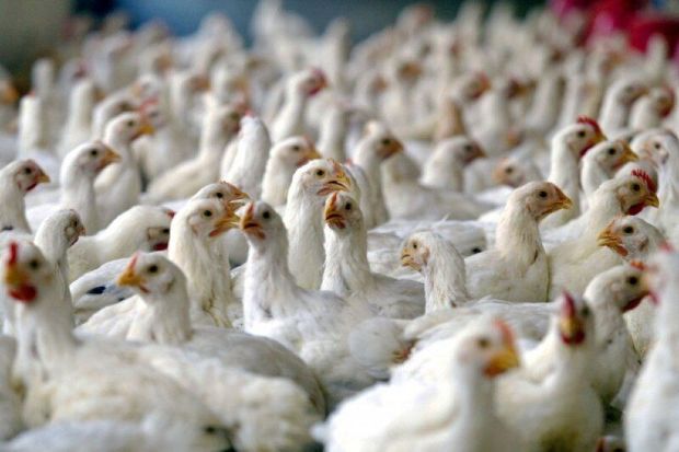 تولید ۵۰هزارتن گوشت مرغ در خوزستان