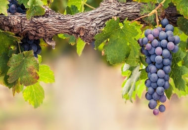 انگور ملایر در فهرست میراث جهانی کشاورزی قرار گرفت