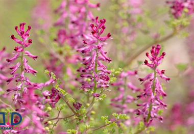 شاه کلید رفع مشکلات گوارشی
