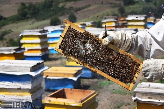 برداشت عسل از110هزار کندوی زنبور در تالش آغاز شد