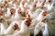 بیماری ویروسی نیوکاسل پرندگان در استان تحت کنترل است