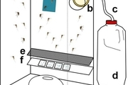 ویروس‌ها با استفاده از ادرار پشه‌ها شناسایی می شوند!