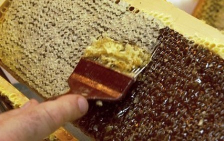 افزایش 16 درصدی تولید عسل در کردستان