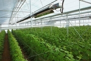 نظام مهندسی کشاورزی قزوین از توسعه گلخانه ها حمایت می کند
