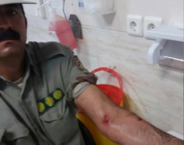 محیط بان پارک ملی بمو شیراز با حمله پلنگ مجروح شد