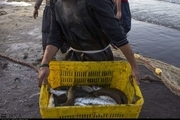 صیادان کیاشهر افزون بر 383 تن ماهی صید کردند