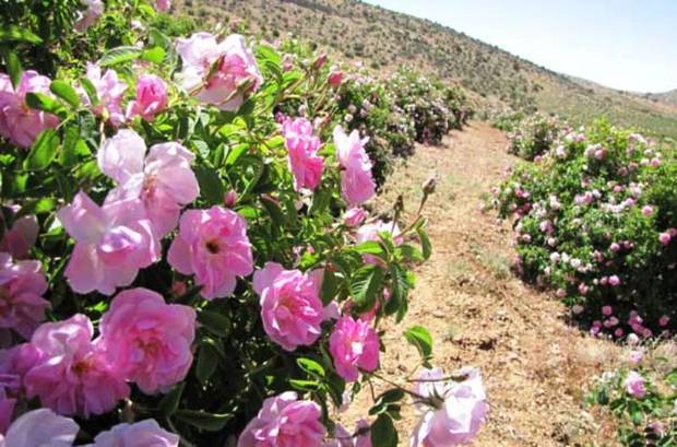 امسال 700 تُن گل محمدی در کردستان برداشت شد