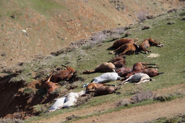 گزارشی دردناک از کشتار اسب‌‌های باربر + تصاویر
