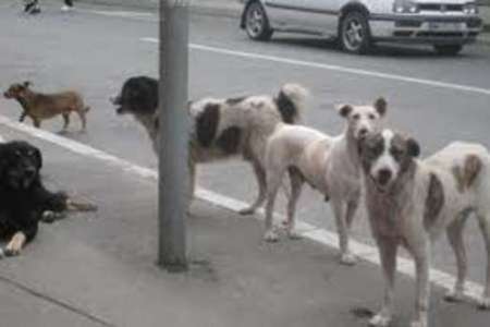 سگ های ولگرد در اردبیل جمع آوری و نگهداری می شود