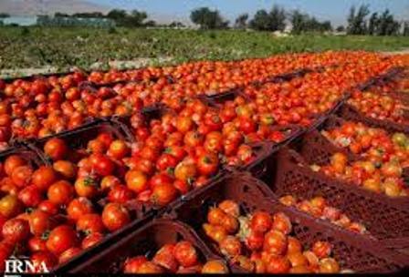 سطح زیر کشت گوجه فرنگی در شهرستان دیر بوشهر 100هکتار کاهش یافت