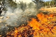 آتش‌سوزی در 115 هکتار از مراتع استان قزوین