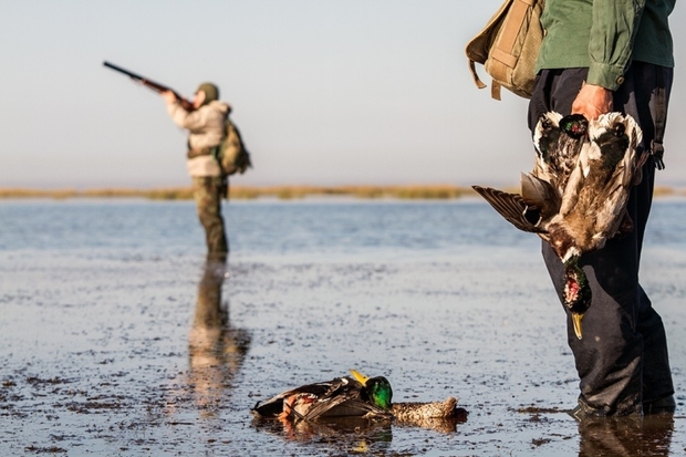 صید و شکار پرندگان از نیمه آبان قانونی می شود