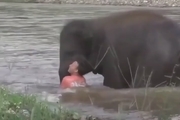 تلاش یک فیل برای نجات جان یک انسان