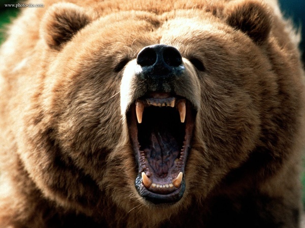 حمله خرس به چوپان در شهرستان لنده