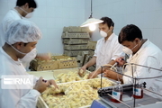 افزایش بیش از یک میلیون قطعه‌ای جوجه‌ریزی در مرغداری‌های قزوین