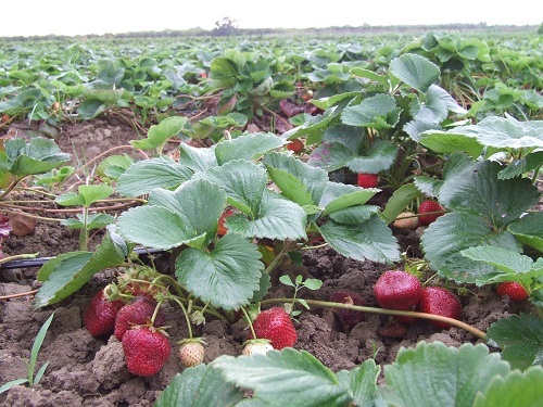 پیش بینی برداشت 300 تن توت فرنگی از مزارع سردشت