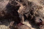 یک قلاده خرس قهوه‌ای به ضرب گلوله تلف شد