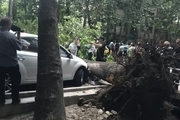 سقوط درخت در خیابان ولیعصر تهران بر اثر وزش باد شدید