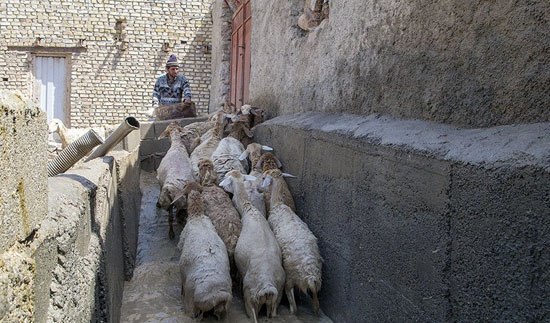 پروژه احداث حمام ضد کنه روستای سرداب شیروان اجرایی شد