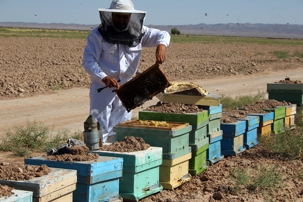 ضرورت اخذ مجوز برای انتقال کندوهای زنبور عسل