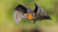 محیط زیست گیلان :خراب کردن لانه خفاش ها پیگرد قانونی دارد