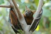 2 گونه خفاش نادر 