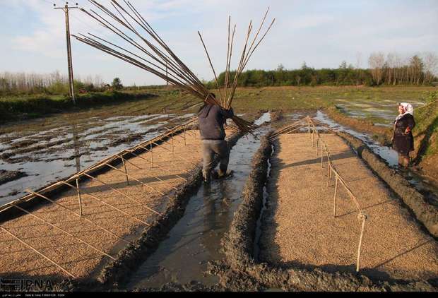 رشد حدود 170 درصدی تولید بذرگواهی شده برنج در مازندران