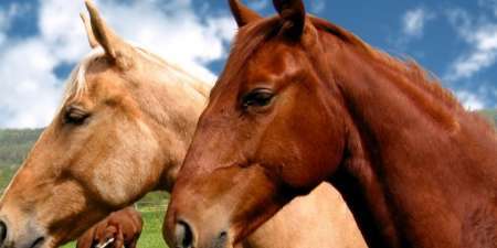 رییس دامپزشکی شهرستان: صنعت اسب در اشکذر توسعه می یابد