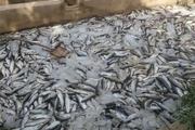 کشف ۳۵۰ کیلوگرم ماهی فاقد شرایط بهداشتی در قزوین