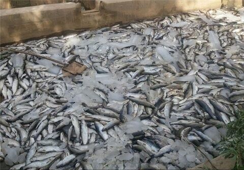 کشف ۳۵۰ کیلوگرم ماهی فاقد شرایط بهداشتی در قزوین