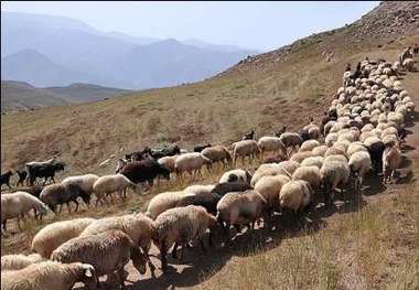 چرای دام در مراتع آذربایجان غربی ممنوع است