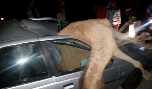 تصادف با شتر در مسیر دلگان - ایرانشهر چهار کشته بر جا گذاشت