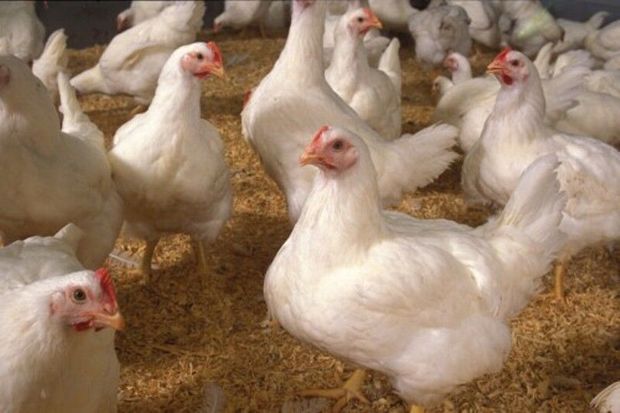 تشدید برخورد با عرضه‌کنندگان مرغ زنده در مهاباد