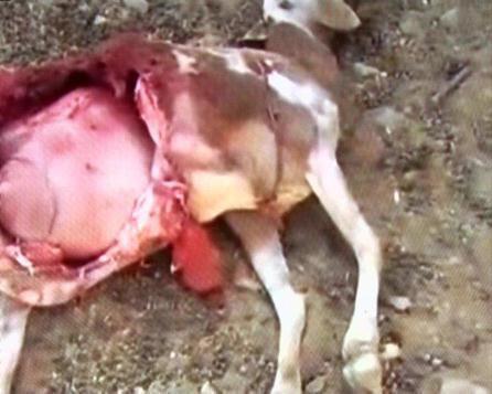 50 راس گوسفند درحمله گرگها به گله های بخش خضرآباد اشکذر تلف یا زخمی شد