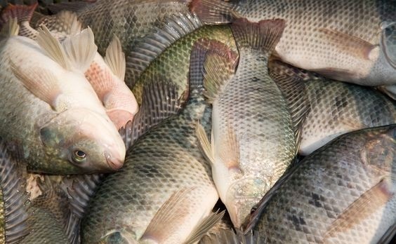 واردات بی رویه ماهی تیلاپیا مشکل پرورش دهندگان داخلی