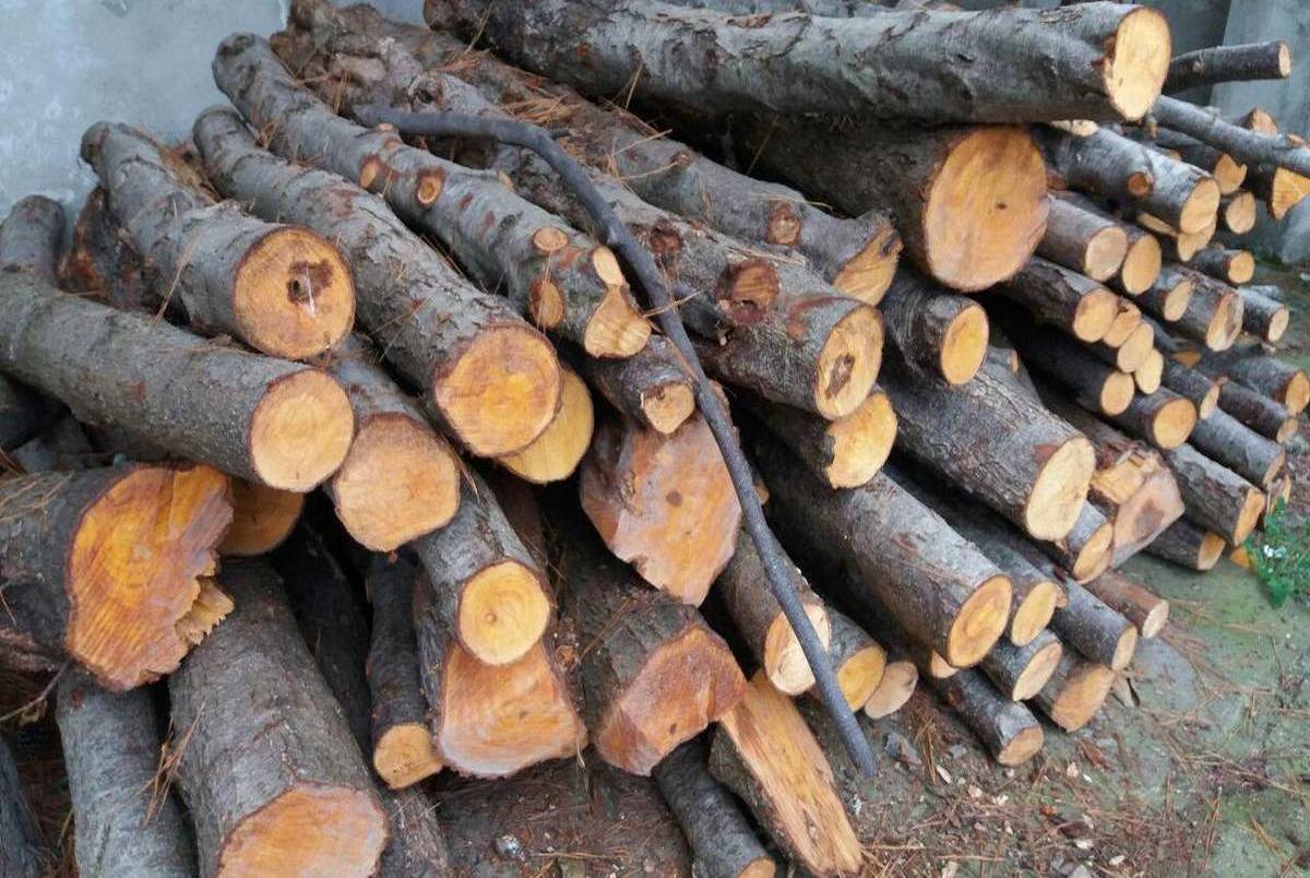 افزایش 22 درصدی قاچاق چوب در کشور نسبت به سال گذشته/ مشتریان کارخانه‌های صنعتی هستند که ذغال تولید می‌کنند!