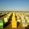 ساماندهی زنبورستان ها در خوزستان