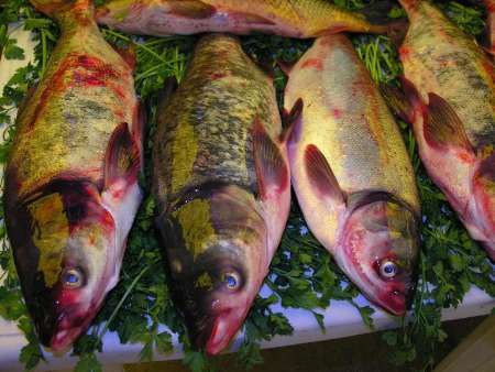مصرف ماهی در وعده شام روزه اولی ها توصیه می شود