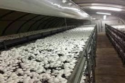 تولید 7 هزار تن قارچ دکمه ای در چهارمحال و بختیاری