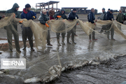 افزون بر ۱۳۰ هزار کیلوگرم از ماهیان استخوانی در بندرکیاشهر صید شد