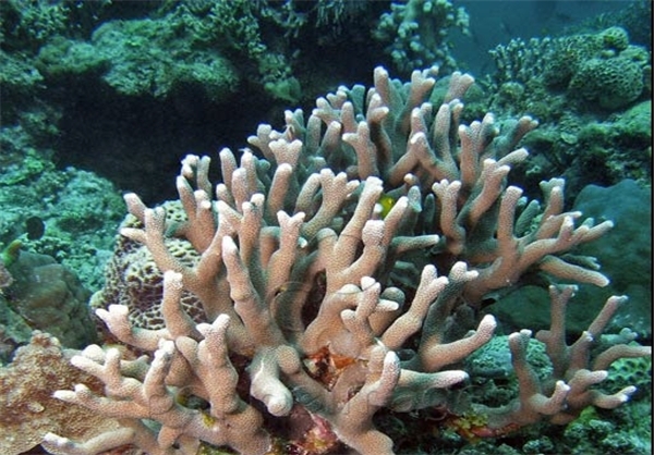 مرجان های خلیج فارس در خطر نابودی