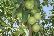 پیش بینی تولید هزار و 695 تن میوه  تابستانی در شهرستان سرایان