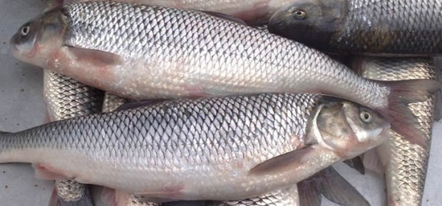 حدود 19 تن ماهی منجمد از البرزبه روسیه صادر شد