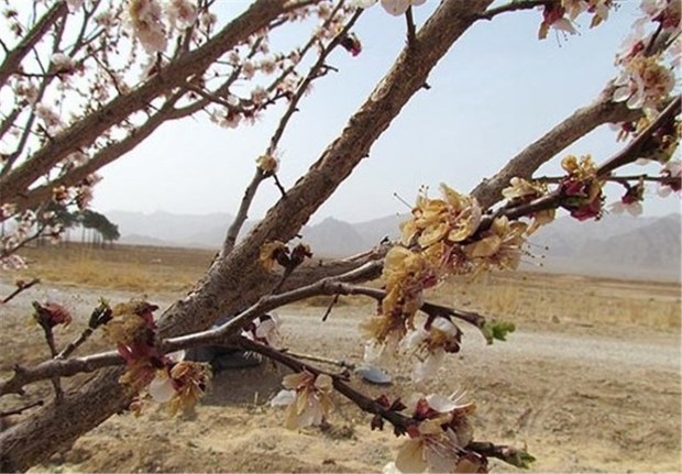 سرما به 970 هکتار از اراضی سراب خسارت زد