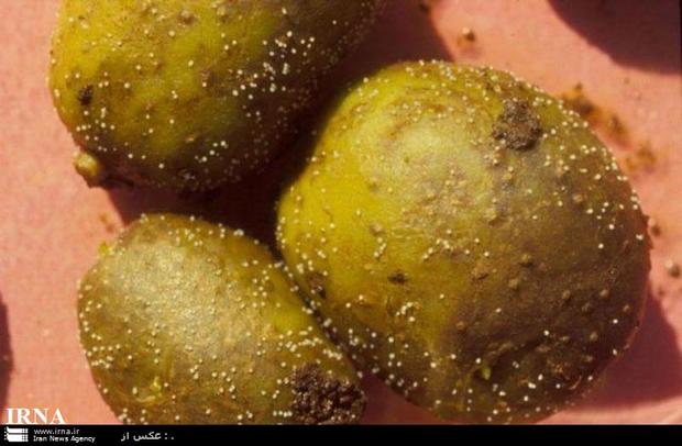 بیماری نماتد سیست طلایی سیب زمینی در جنوب کرمان وجود ندارد